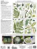Fronds Botanicals - IOD Transfer